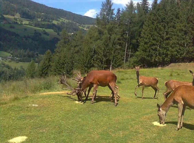 - Bauernhof 3* Sankt Lorenzen ob Murau